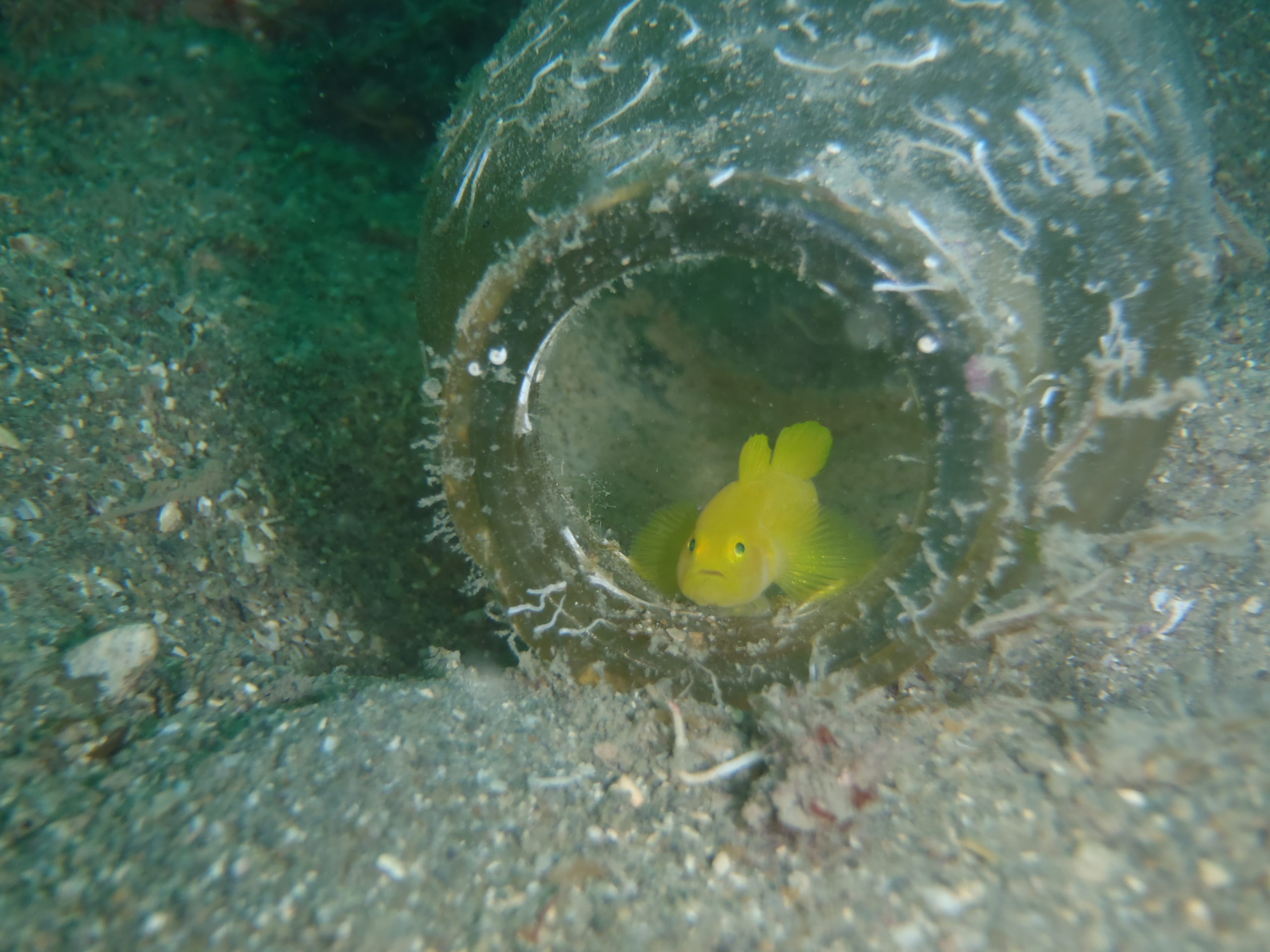 ミジンベニハゼ