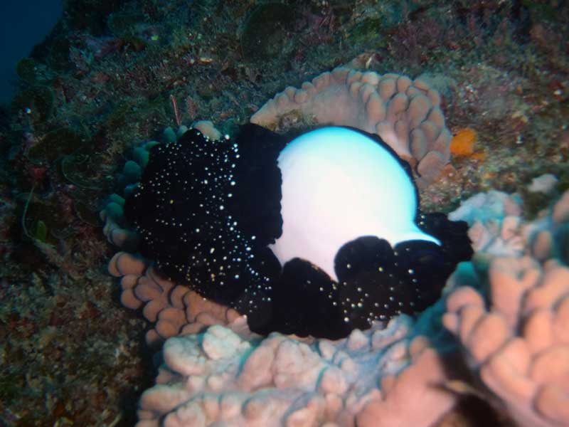 あけましておめでとうございます。