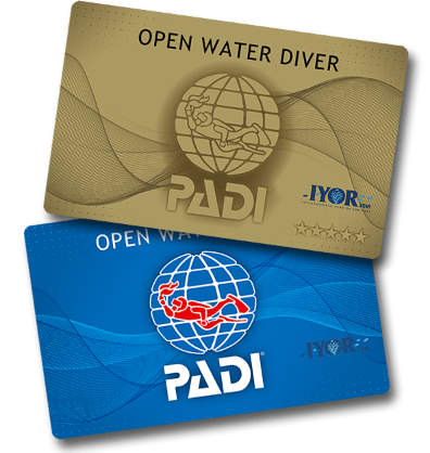 「国際サンゴ礁年」ロゴ入りCカード