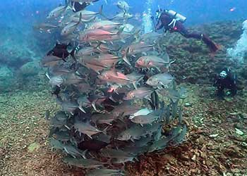 ギンガメトルネード