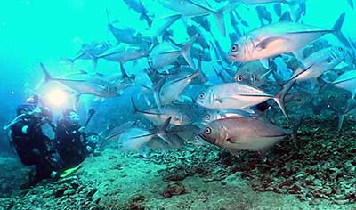 ウミヘビとモネさん