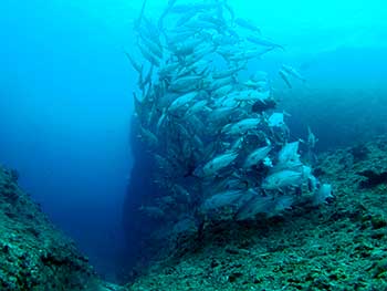 ギンガメトルネード