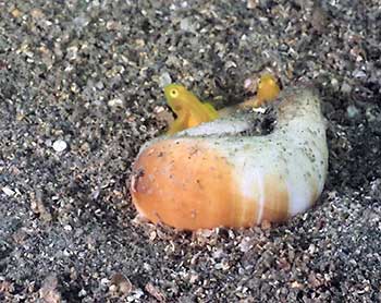 ミジンベニハゼ