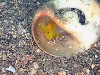 ミジンベニハゼ