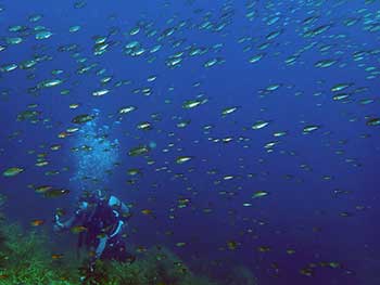 スズメダイの群れ